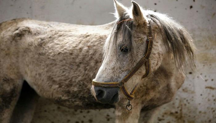 خيول اصيلة - خيول عربية 720