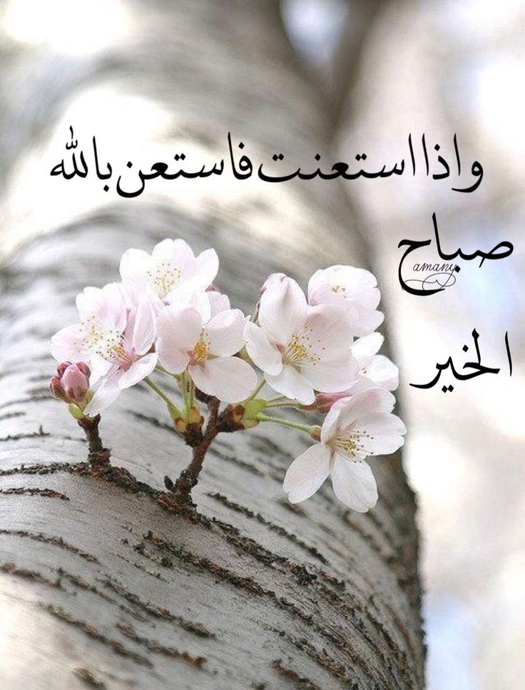 رسائل صباح الخير - اجمل واجدد الرسائل 5069 2