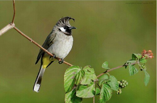 صور بلابل - اجمل صور لطائر البلبل الجميل- 5841 1