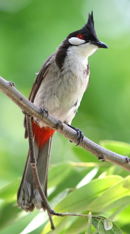 صور بلابل - اجمل صور لطائر البلبل الجميل- 5841 23