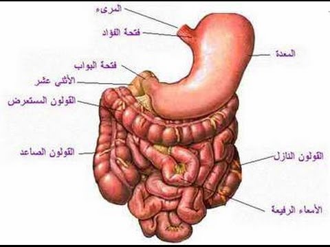 آلام فى البطن - علاج المغص 966