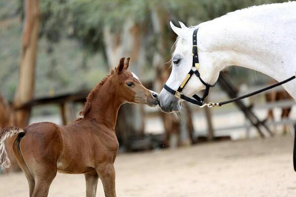 خيل عربي اصيل - اصالة الخيل العربي وجماله 1741 8