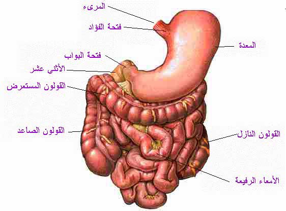 صور جسم الانسان - جسم الانسان و مكوناته بالصور 1017 4