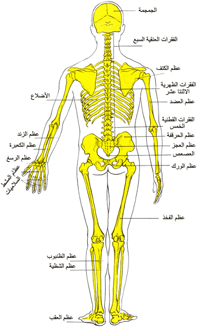 صور جسم الانسان - جسم الانسان و مكوناته بالصور 1017