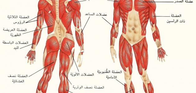 كم عدد عضلات جسم الانسان , يحتوي البدن على الكثير من العضلات