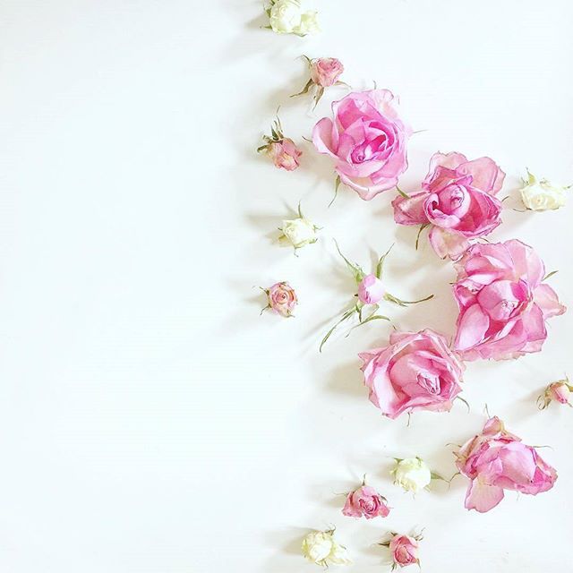 خلفيات ورد , اروع الصور لخلفيات الورود الجميلة المميز
