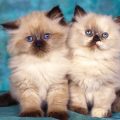 1142 12 قطط سيامو - اجمل واحلي القطط هي القطط السيامو ام عشق