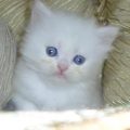 464 12 قطط شيرازى - صور جميله بكافه الوان القطط الشيرازى شيخة غازي