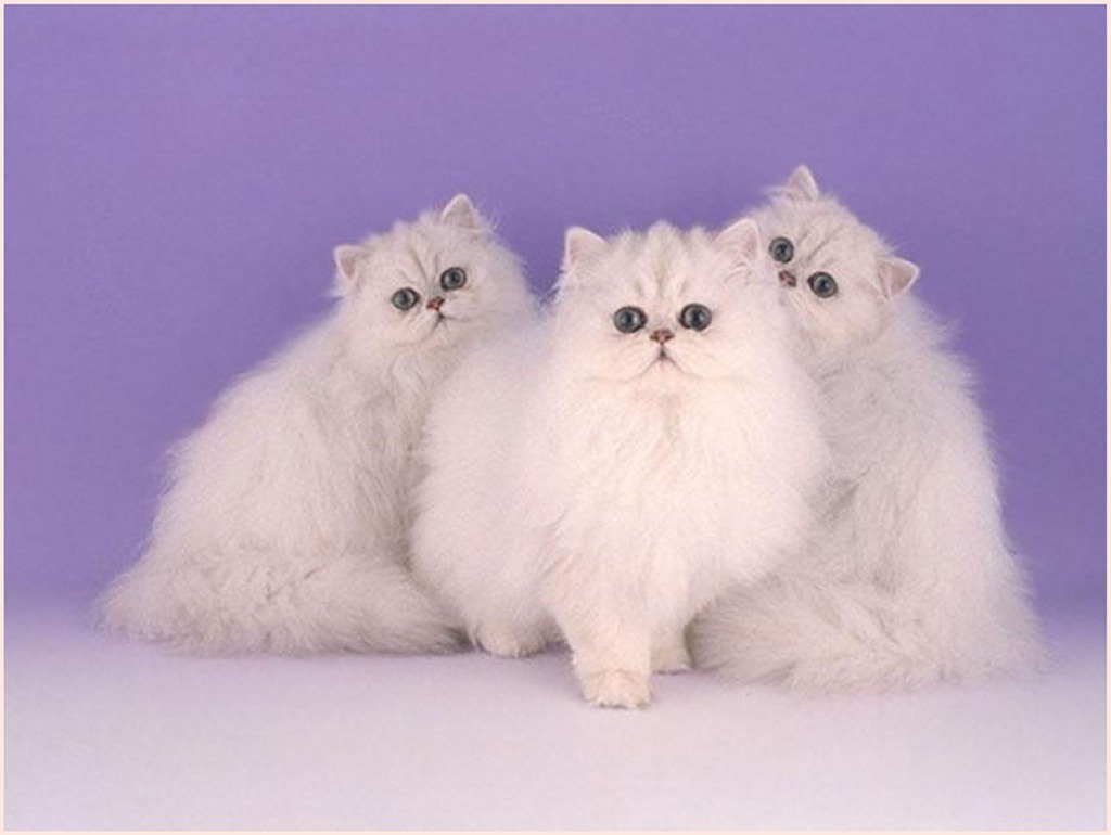1367 13 اجمل الصور للقطط في العالم - لعشاق القطط اليك اجمل صور للقطط بجميع انواعها ام عشق