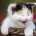1511 20 صور قطط كيوت - اجمل القطط الكيوت لعشاق القطط وتربيتها ام عشق