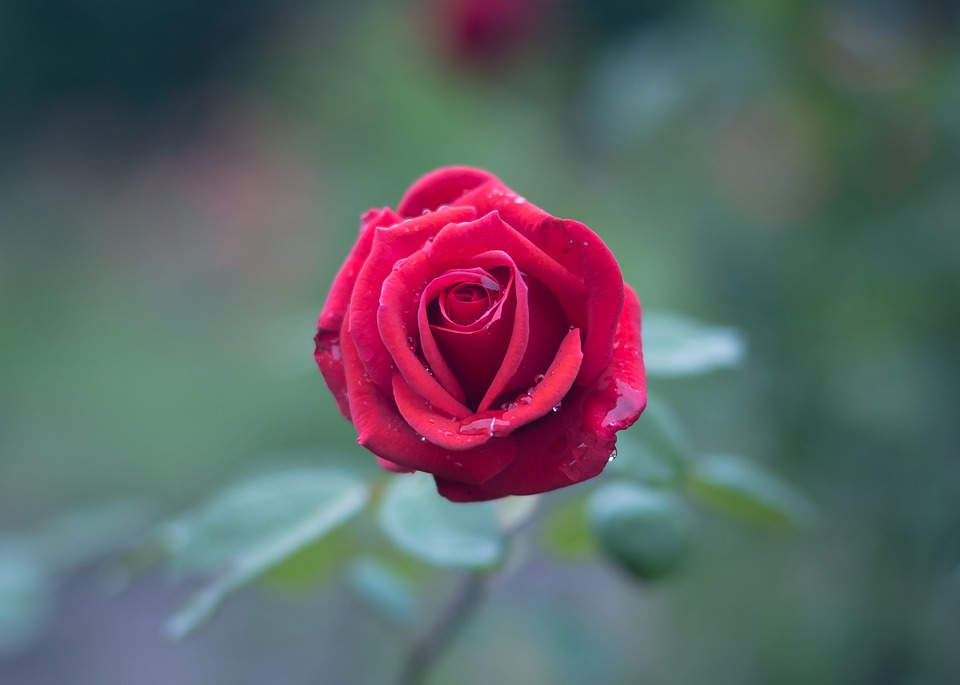 13114 صور ورود كرتون - صورة وردة جميلة نورهان خميس