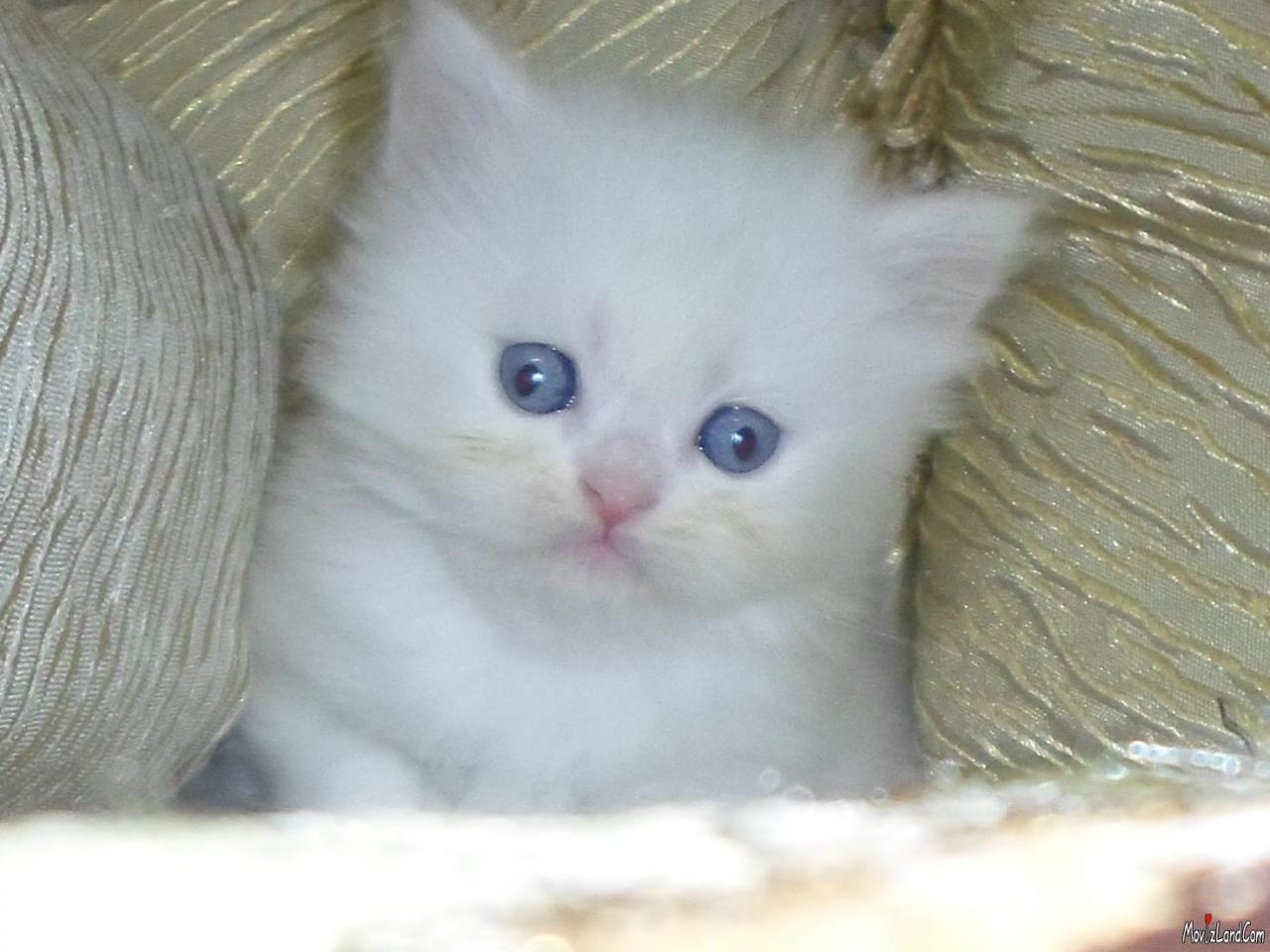 صور قطط شيرازي , اجمل قطط شيرازي - المميز