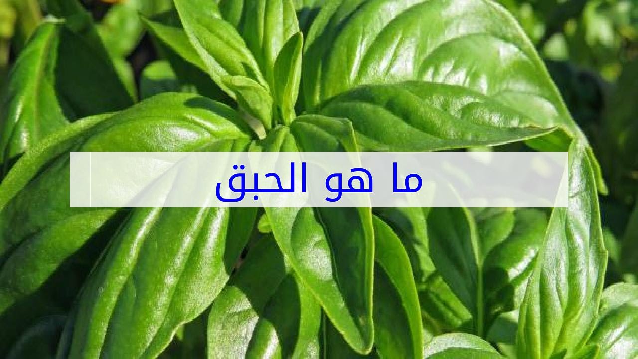 ما هو الحبق , معلومات عن الحبق