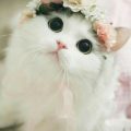 1635 12 مخلوقات بريئة - قطط جميلة شيخة غازي