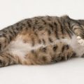 12632 3 معلومات جديدة عن القطط - كم فترة حمل القطط شيخة غازي