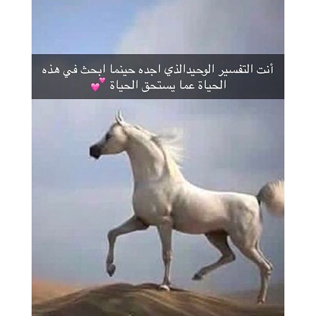 أجمل ما غنى الشعراء , شعر عن الخيل