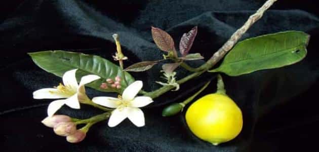 5495 2 زهر الليمون- نباتات حامضية لها فوائد متعددة حلاوة الوقت